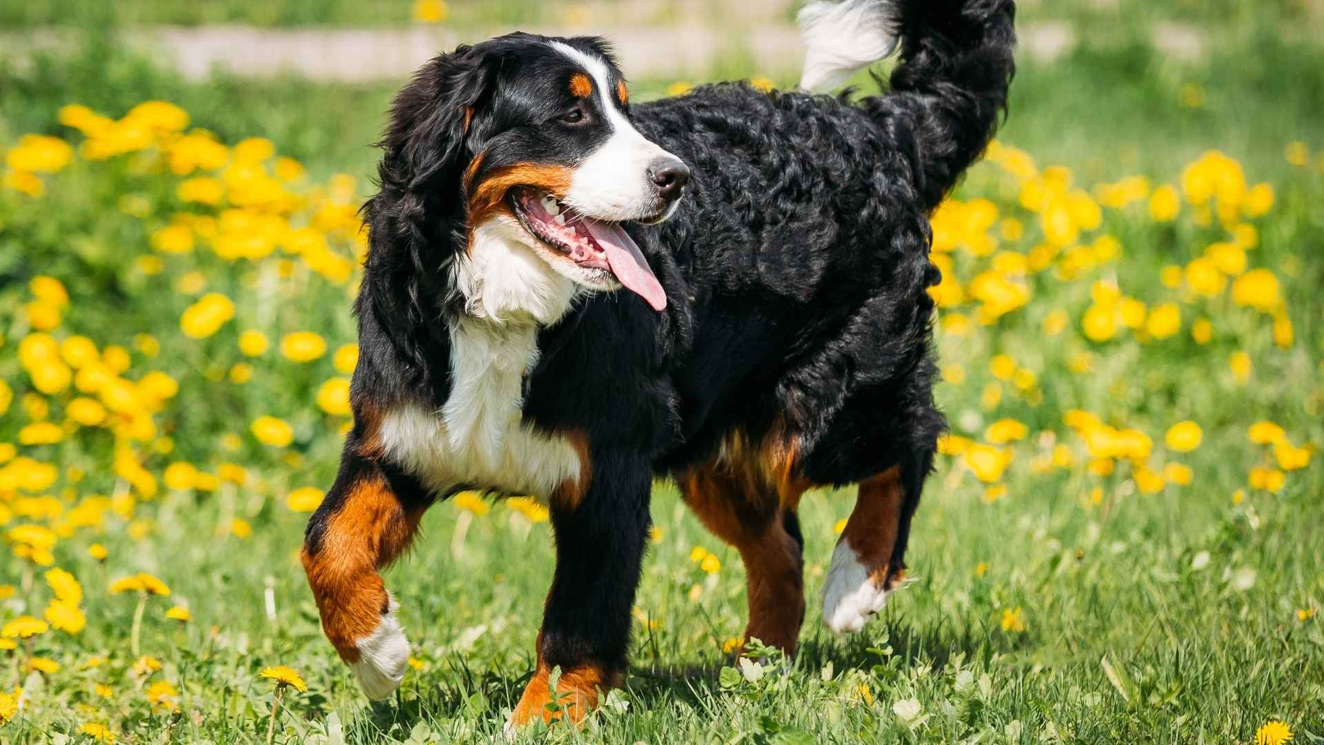 7 Tricolor Dog Breeds With Personality as Charming as Their Coat