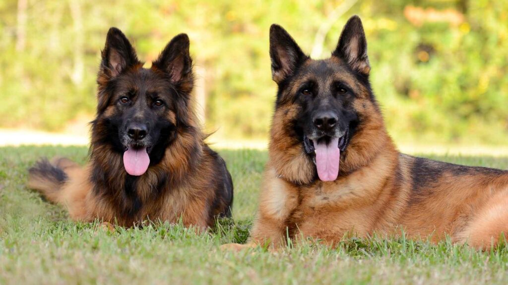 German Shepherd