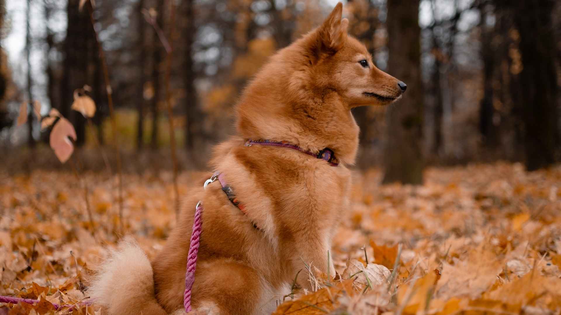 7 Ultra-Rare Dog Breeds You’ve Never Seen Before