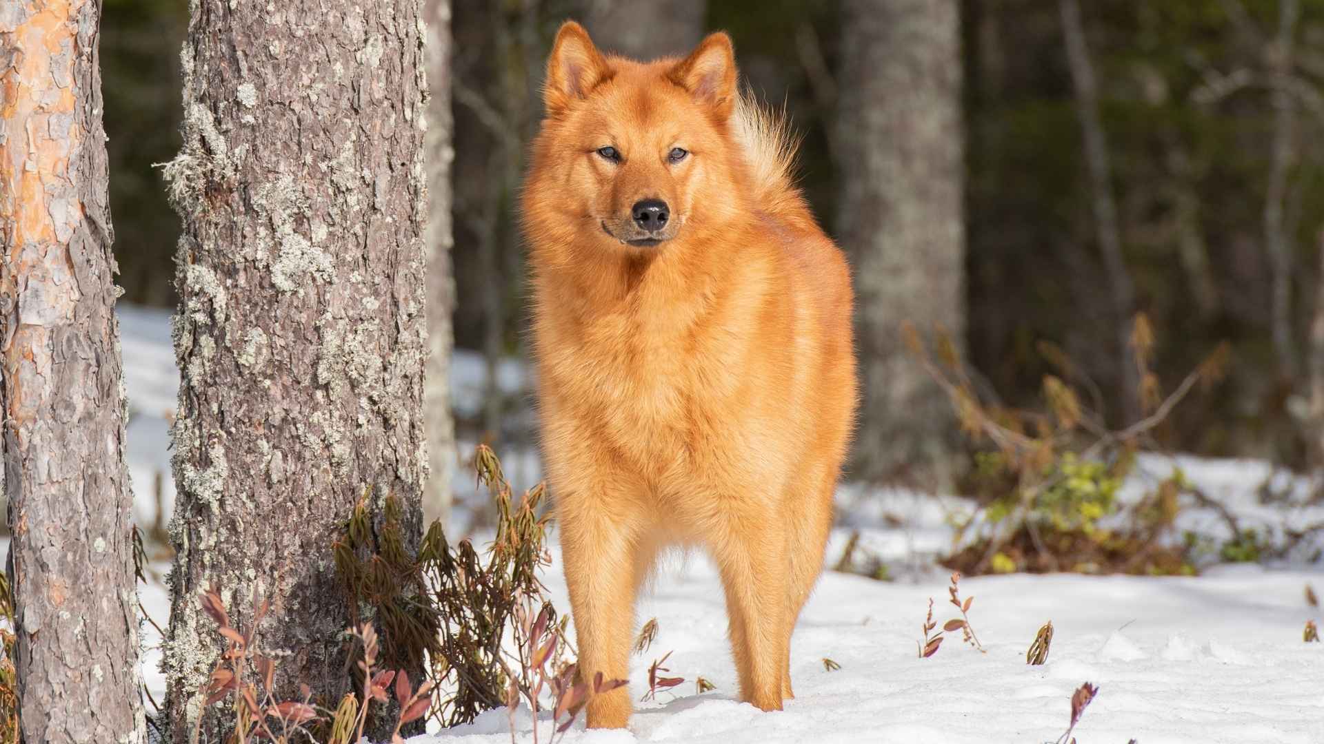 7 Uncommon Dog Breeds That’ll Make You Do a Double Take