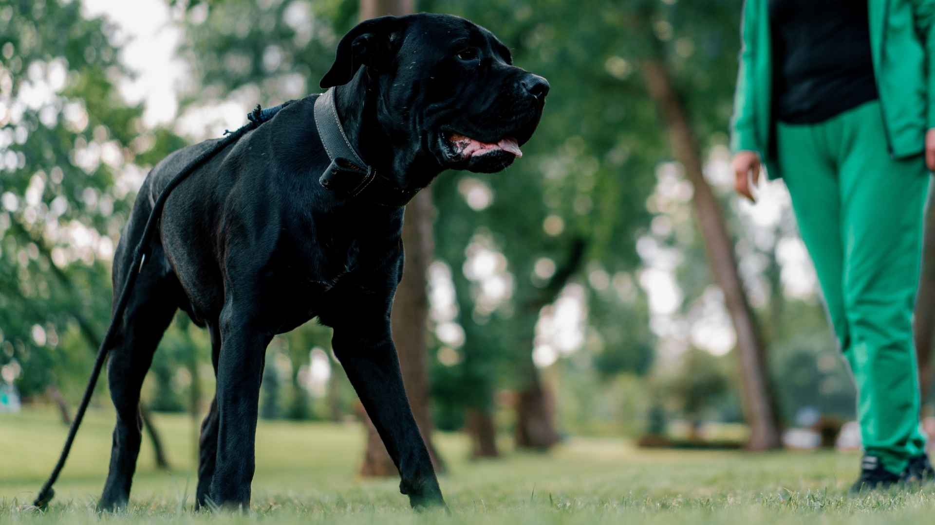 7 Unfriendliest Dog Breeds That Are Not as Docile As You Think