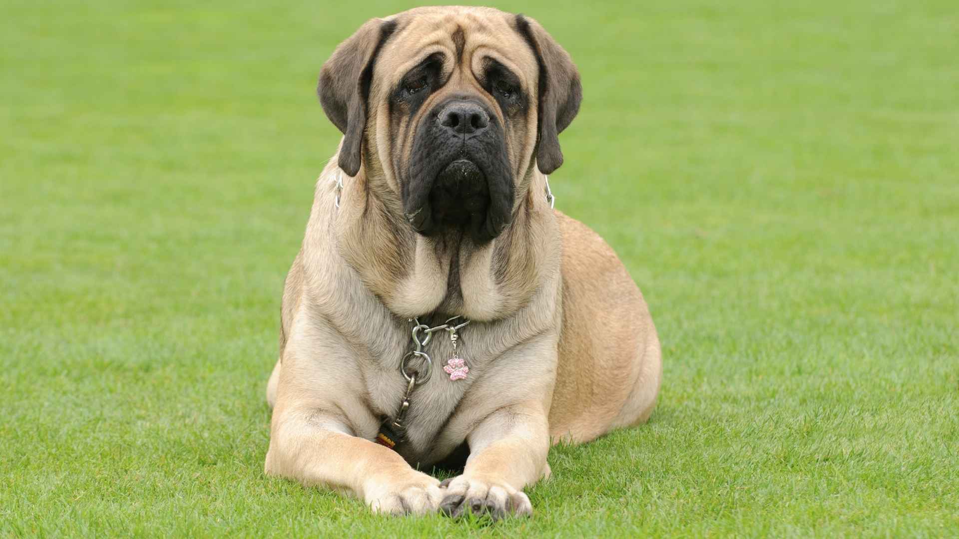 7 Very Short Lifespan Dog Breeds to Cherish in Your Hearts Forever
