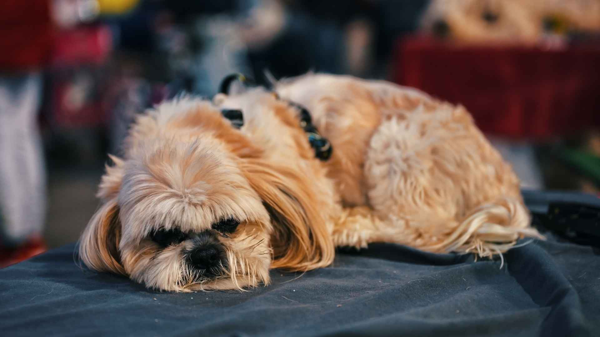 7 Very Sleepy Dog Breeds Who Love Relaxing
