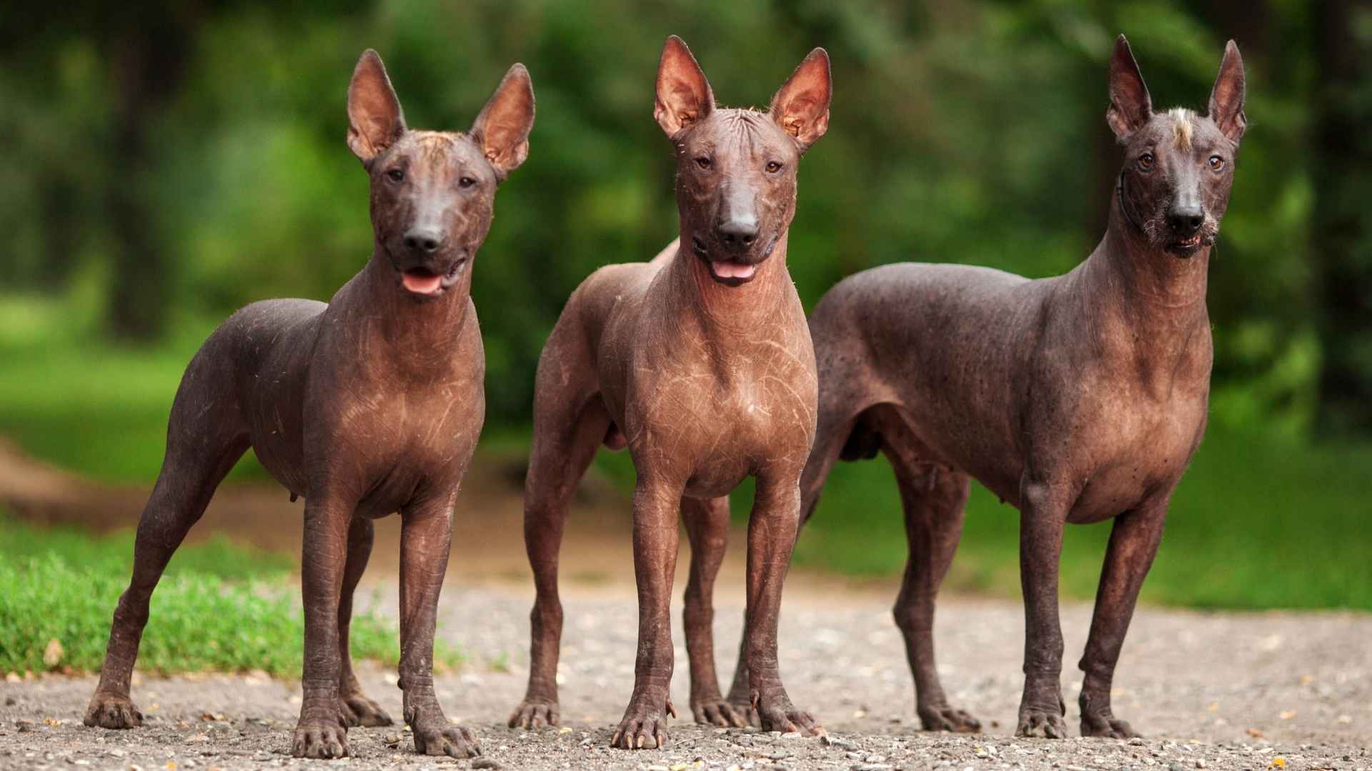 7 Weirdest Dog Breeds That Will Make You Smile and Stare