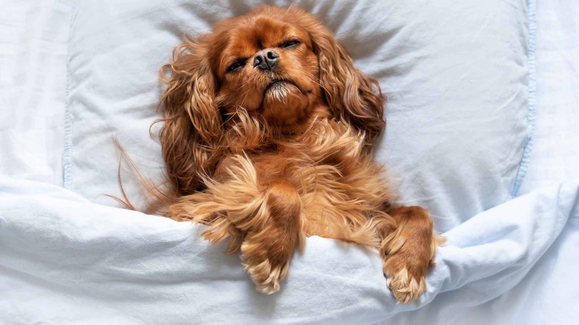 Dog Breeds that Like to Sleep Under the Covers