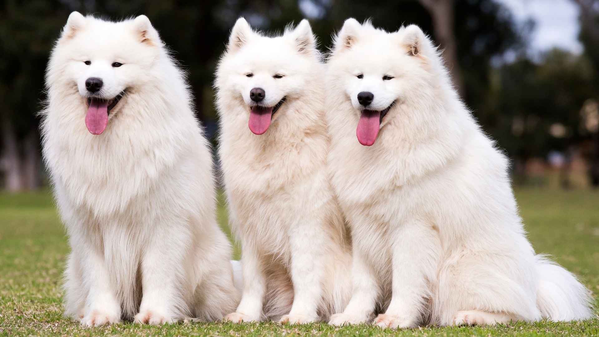 7 White Large Dog Breeds You’ll Adore: Big and Beautiful