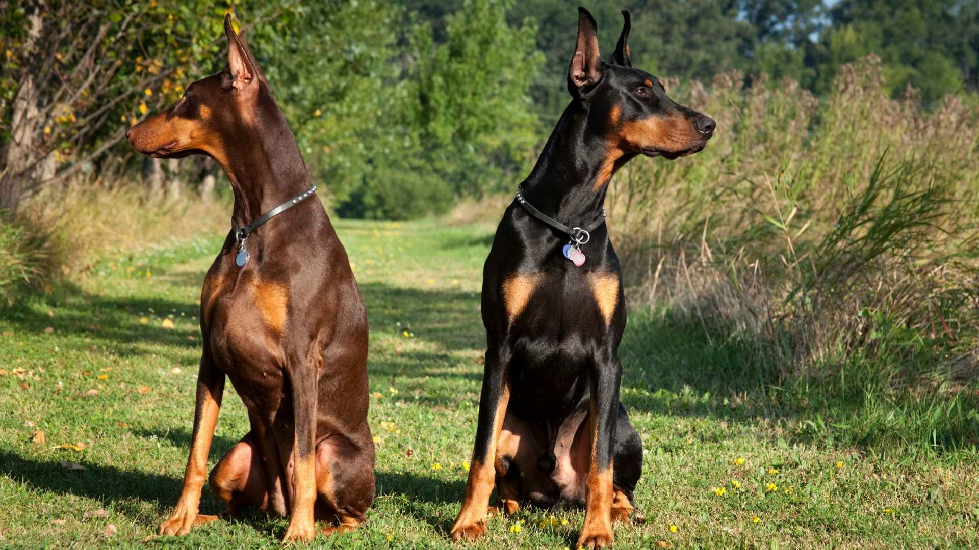 7 Working Guard Dog Breeds That Never Let Their Guard Down