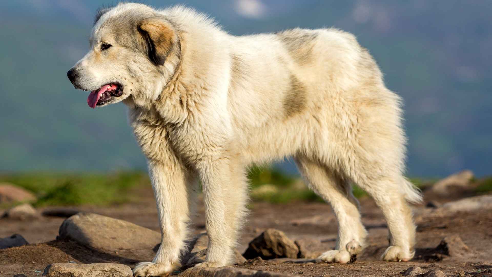 7 World's Biggest Dog Breeds That Will Leave You in Awe