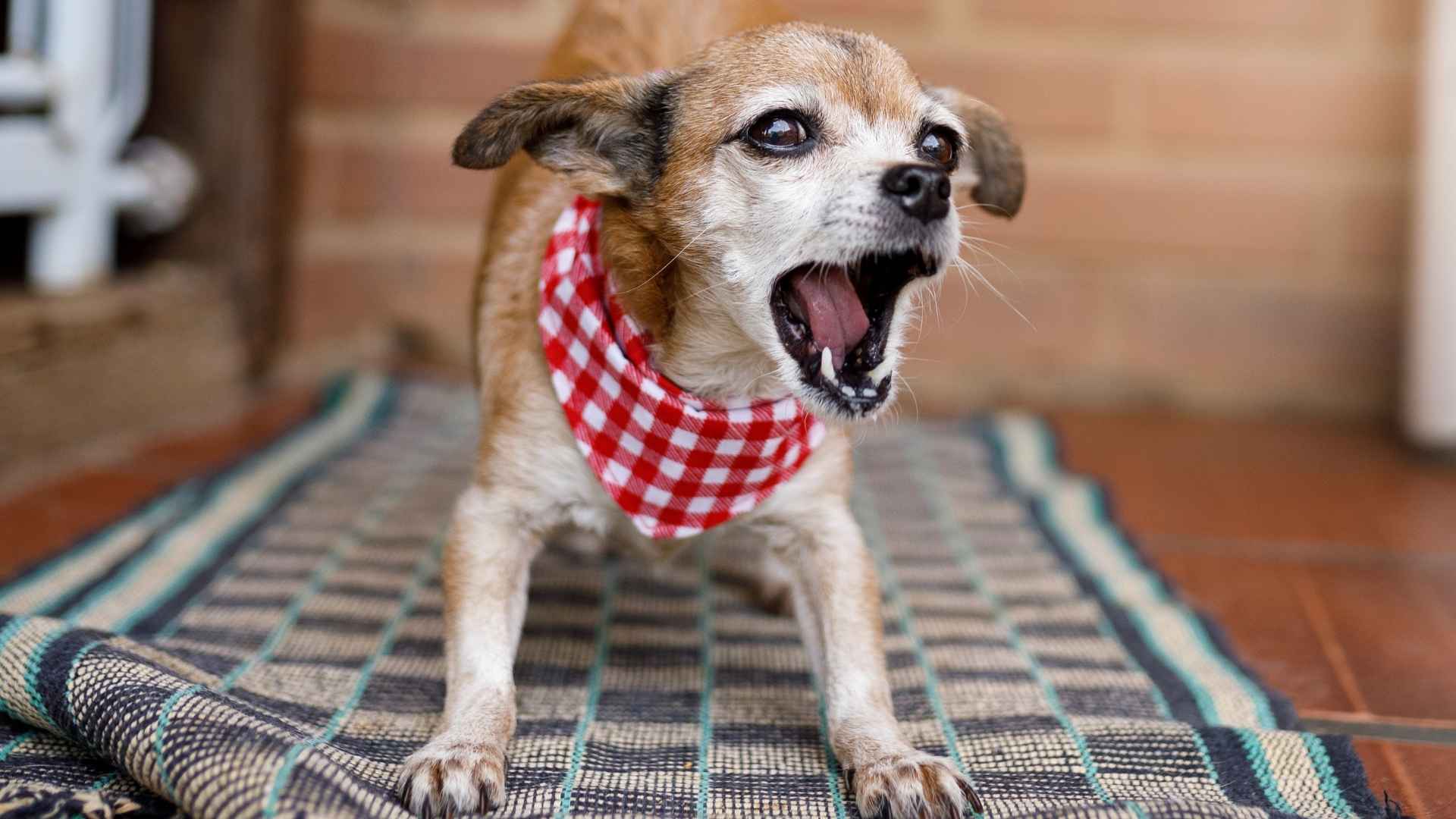 7 Worst Behaved Dog Breeds and Why We Still Love Them