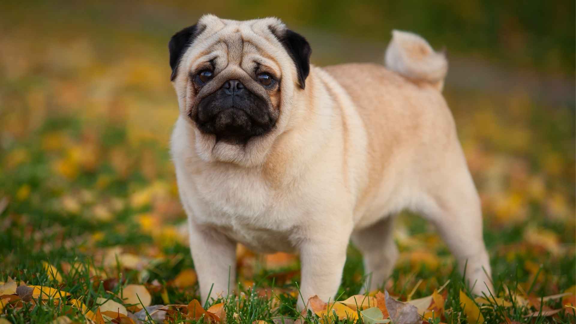 7 Wrinkly Face Dog Breeds That You Can’t Help But Love