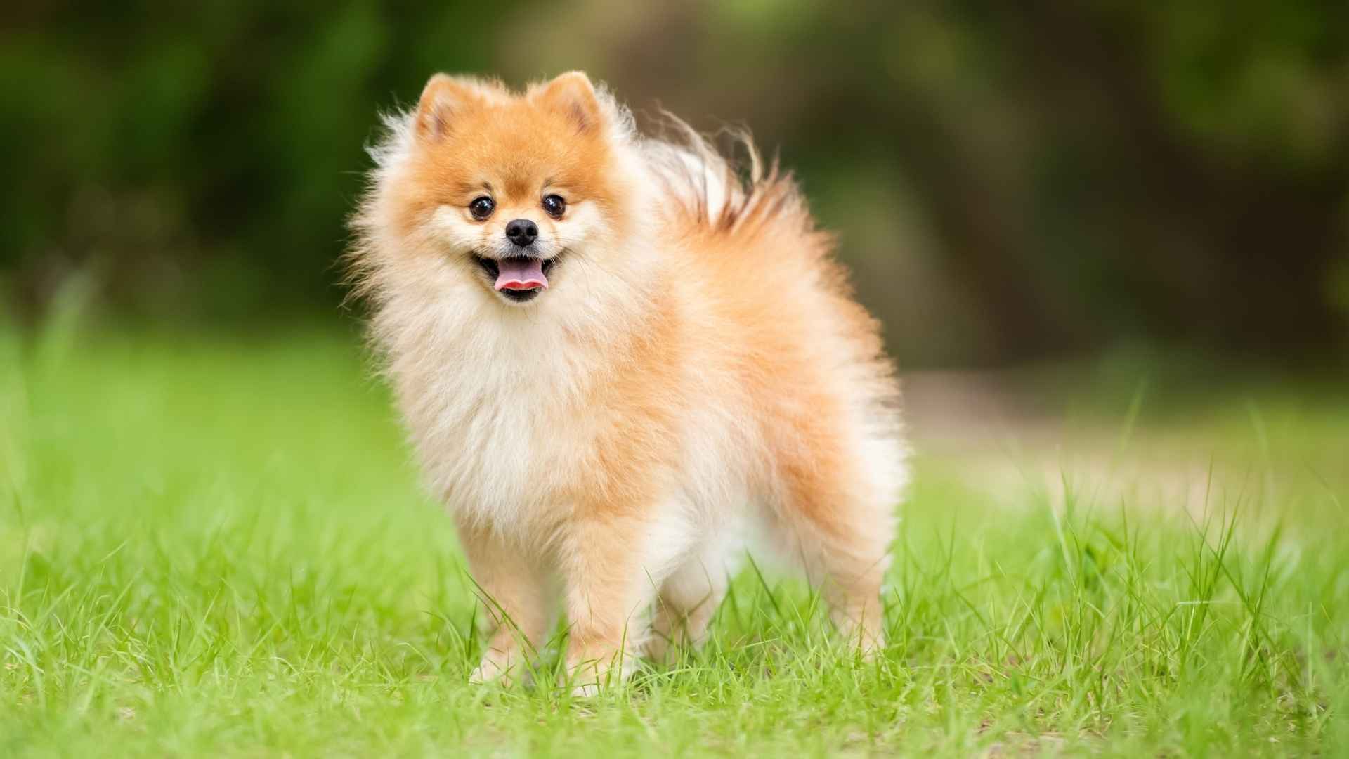 7 Youthful Dog Breeds with a Long Lifespan