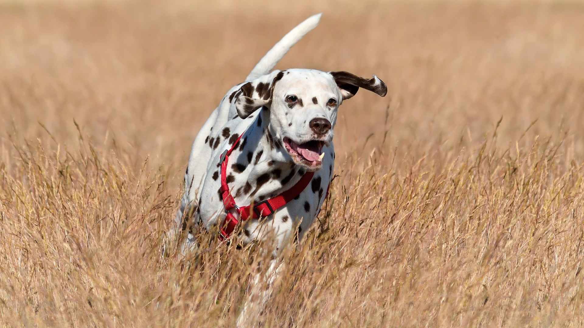 9 Active Hunting Dog Breeds with High Energy and Drive