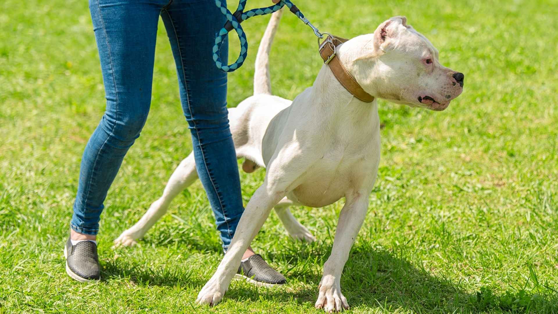 9 Aggressive Dog Breeds You Should Only Own with Proper Experience