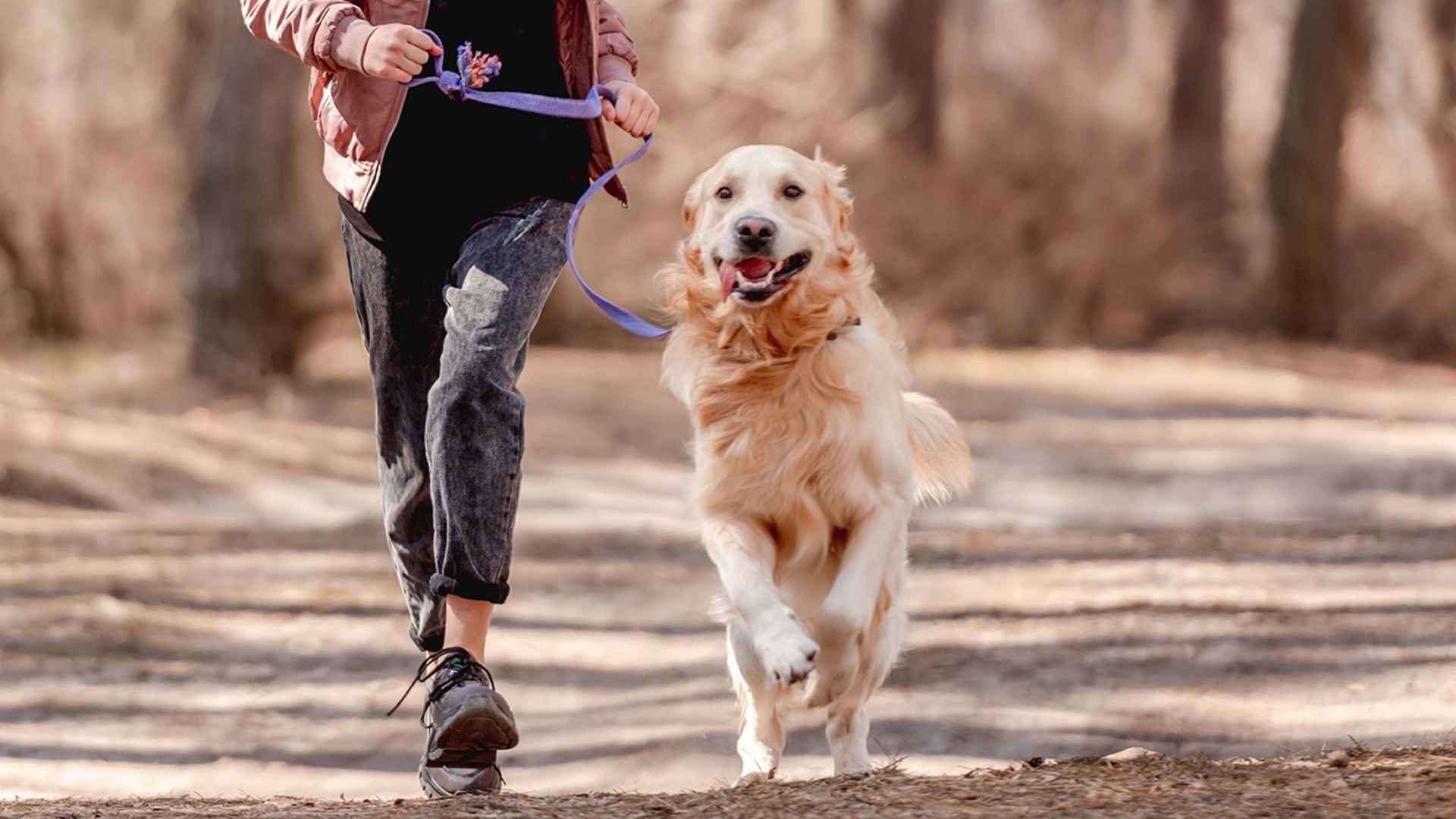 9 Best Companion Sporting Dog Breeds for Outdoorsy Homes