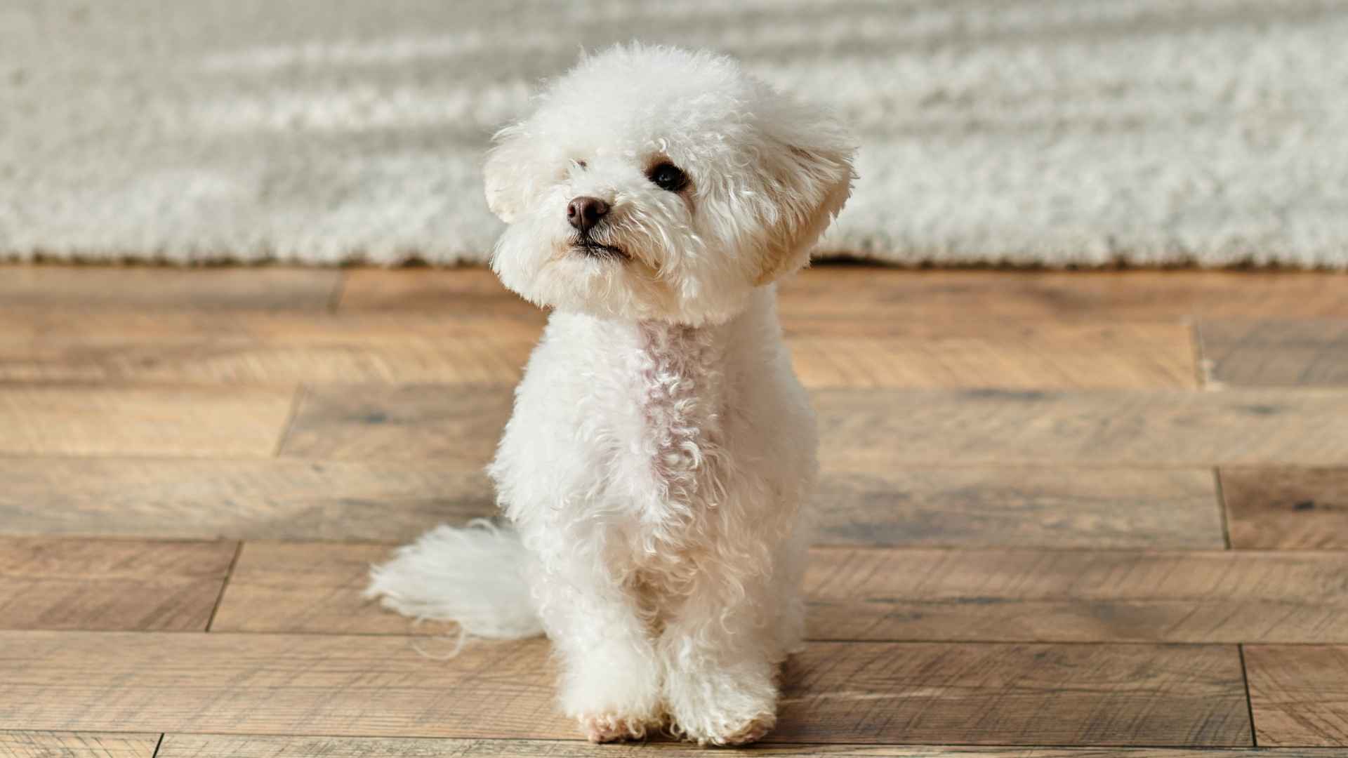 9 Best Dog Breeds That Don't Shed: Say Goodbye to Fur