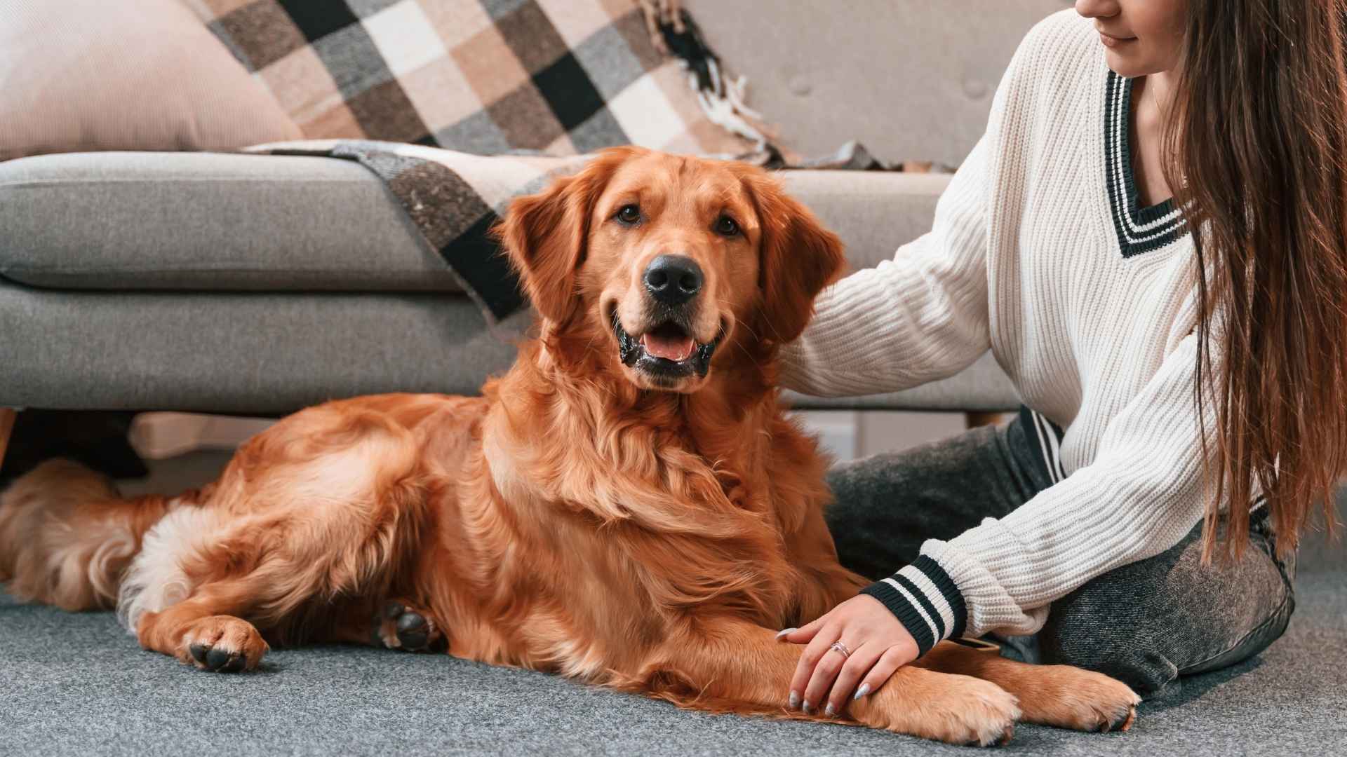 9 Best Dog Breeds for First-Time Owners: Easy-to-Maintain Choices
