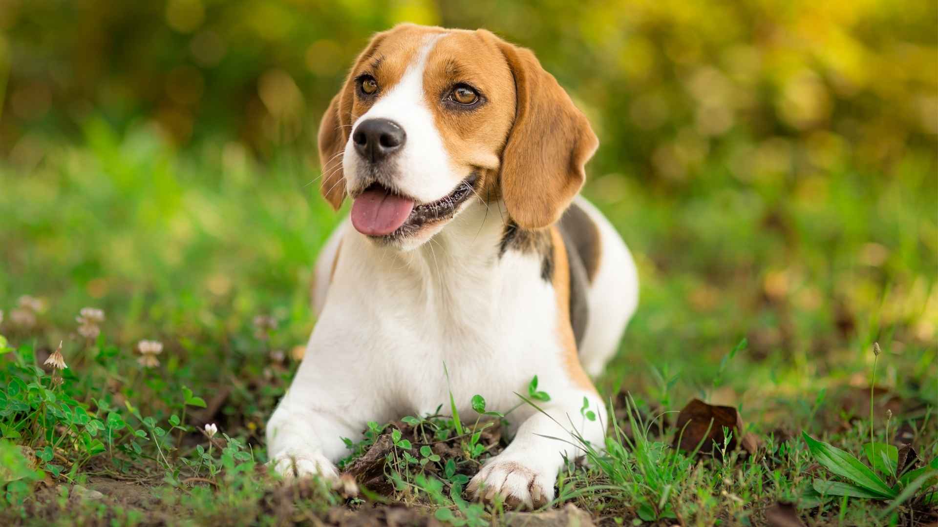 9 Best Extended Lifespan Dog Breeds for Pet Parents Seeking Longevity