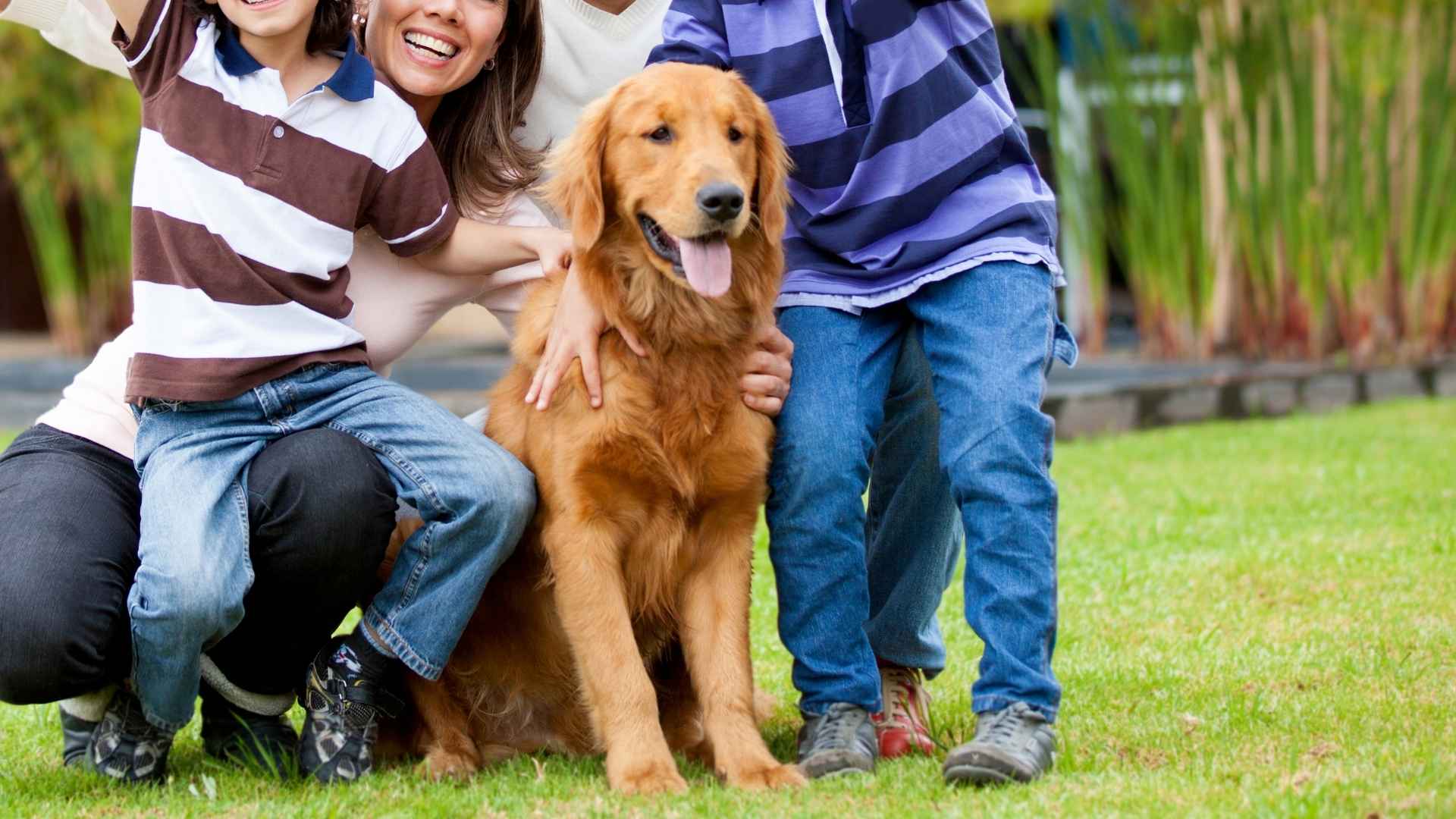 9 Best Family Dog Breeds: Safe, Social, and Sweet