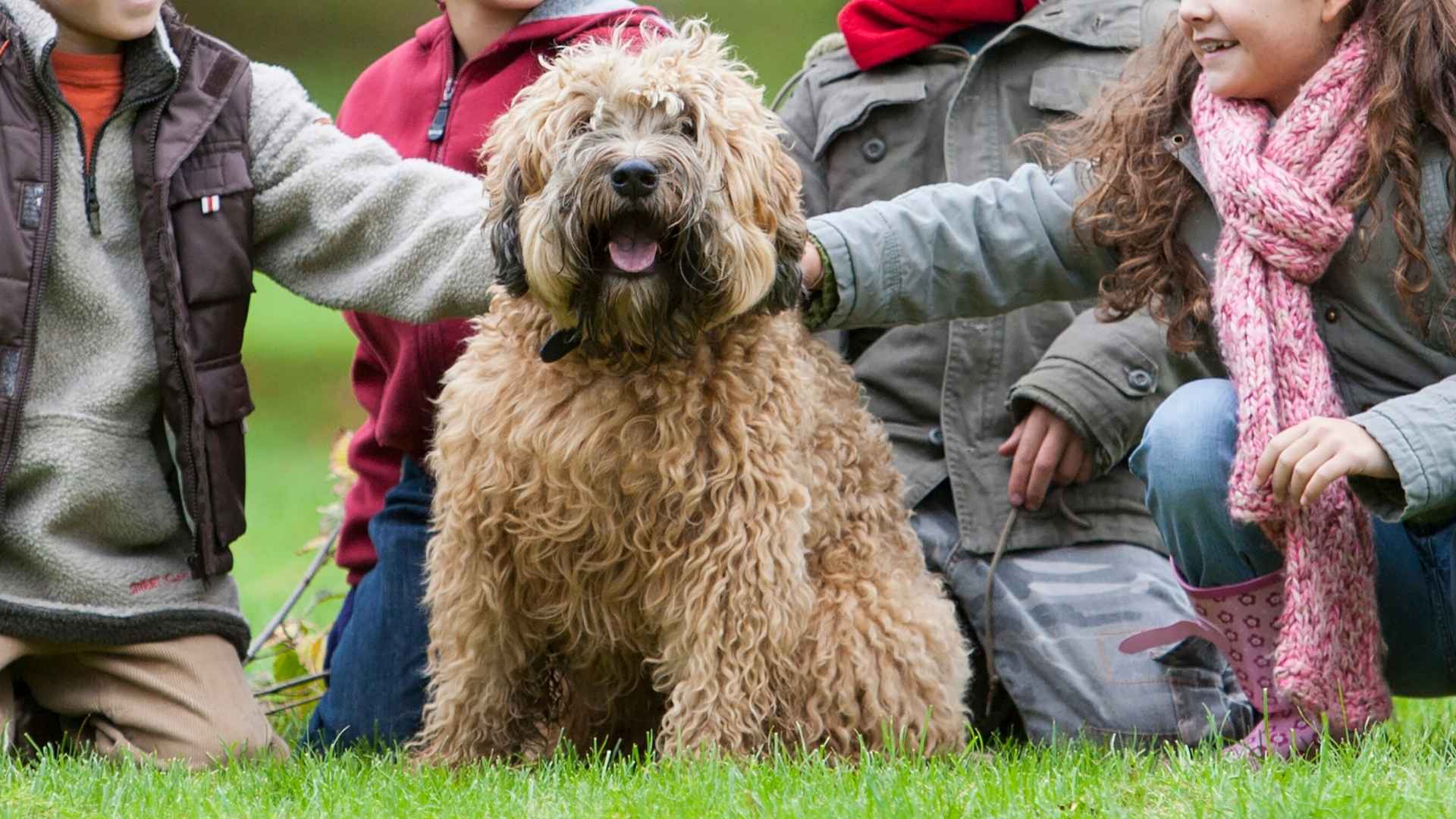 9 Best Family Herding Dog Breeds That Excel in Loyalty and Intelligence