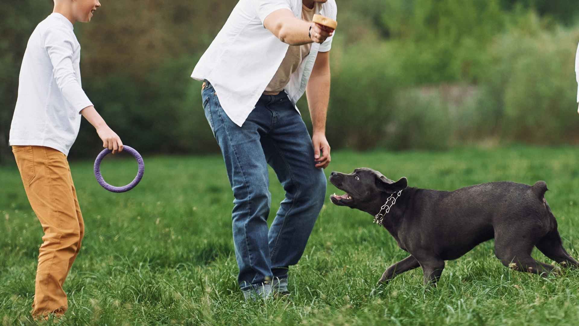 9 Best Family Sporting Dog Breeds for Love, Loyalty & Play