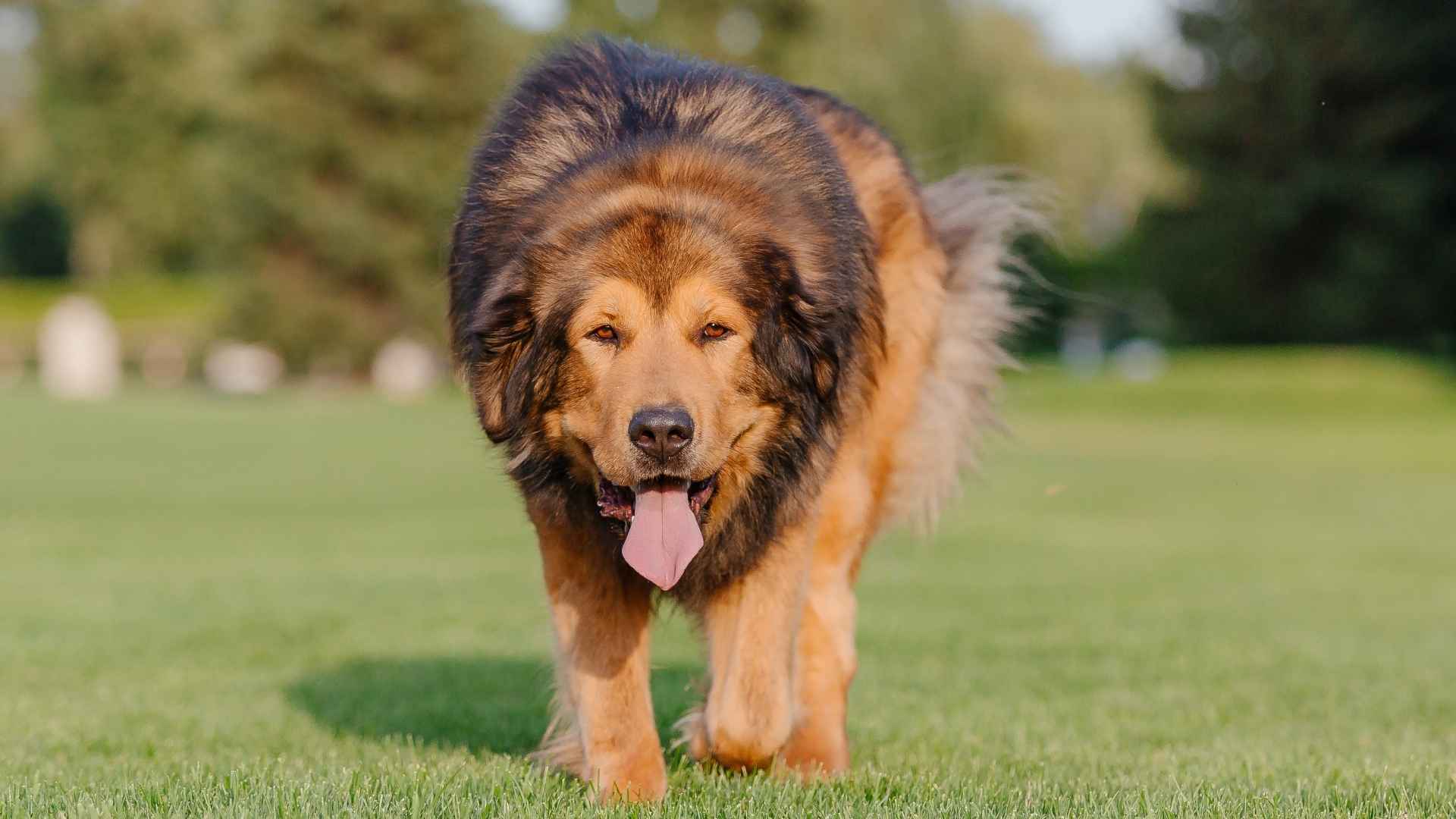 9 Best Heavyweight Dog Breeds: Size, Care, and Companionship