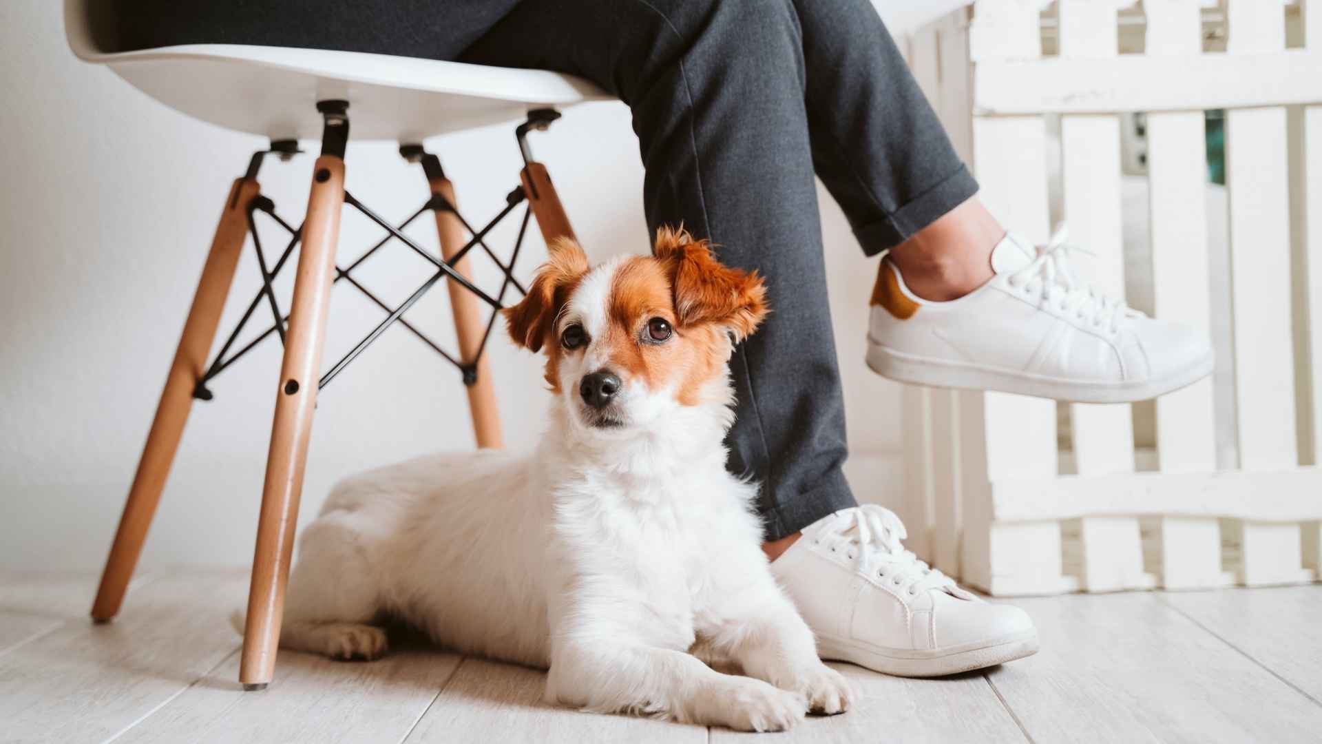 9 Best Indoor Companion Dog Breeds for a Calm Home Life