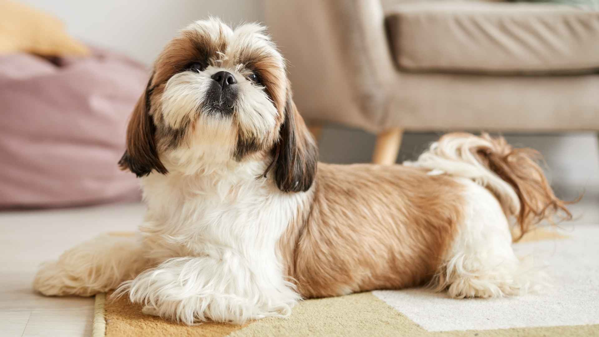 9 Best Tiny Dog Breeds for Apartments That Don’t Need a Backyard