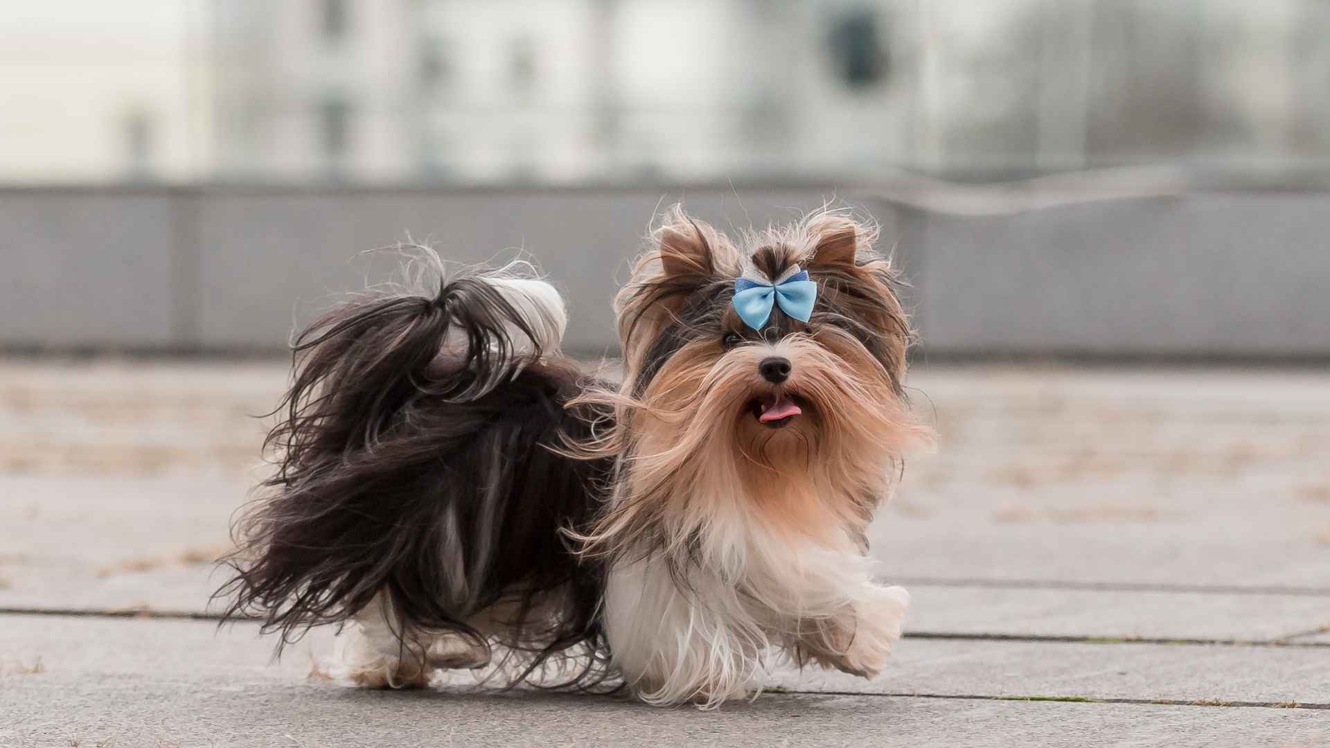 9 Best Toy Dog Breeds for City Living with a Long Lifespan