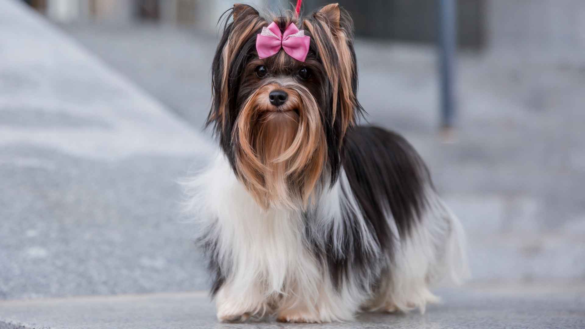 9 British Dog Breeds Known for Charm and Loyalty