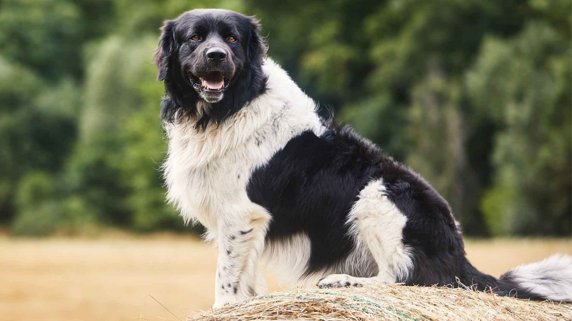 9 Confident Working Dog Breeds Built for Purpose and Performance