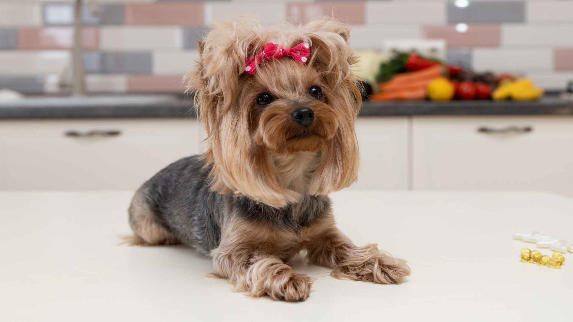 9 Cute Toy Teacup Dog Breeds That Will Melt Your Heart