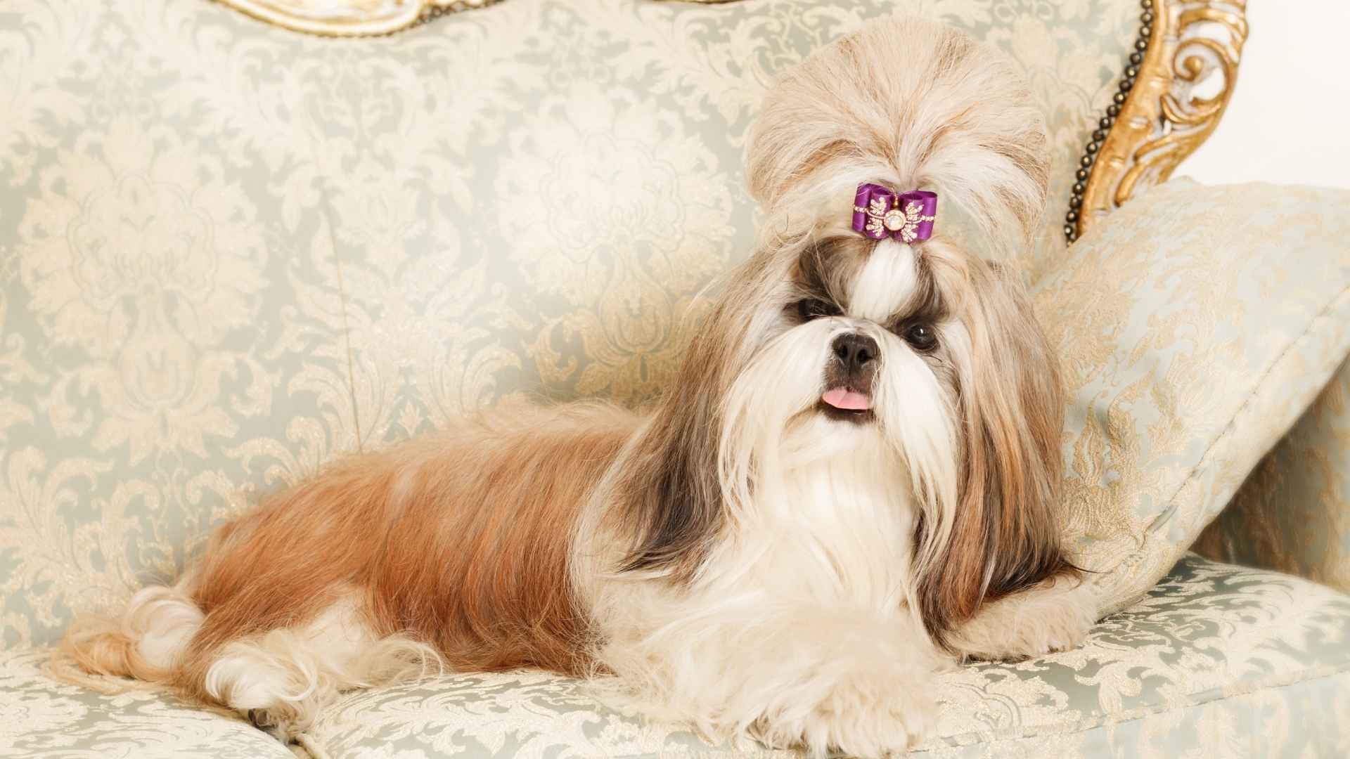 9 Designer Family Dog Breeds You’ll Fall in Love With