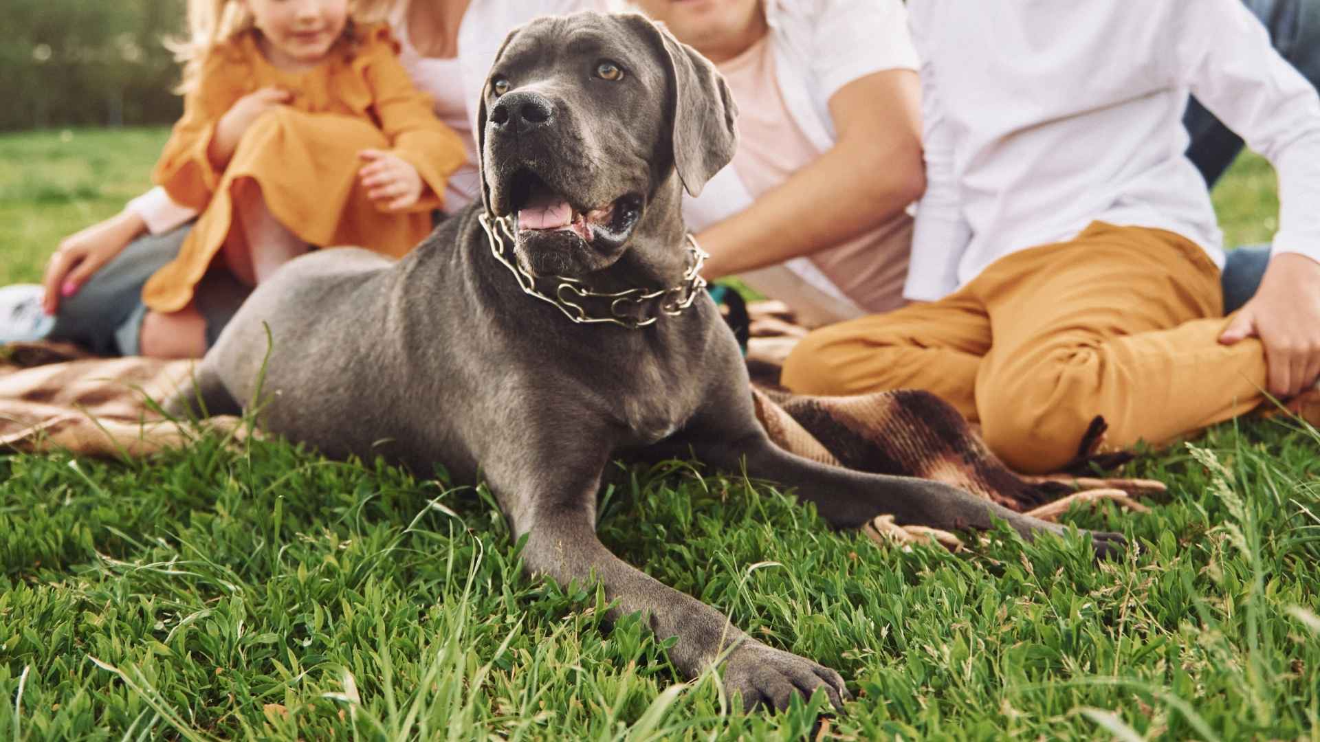 9 Devoted Family Dog Breeds That Make Life Even Better