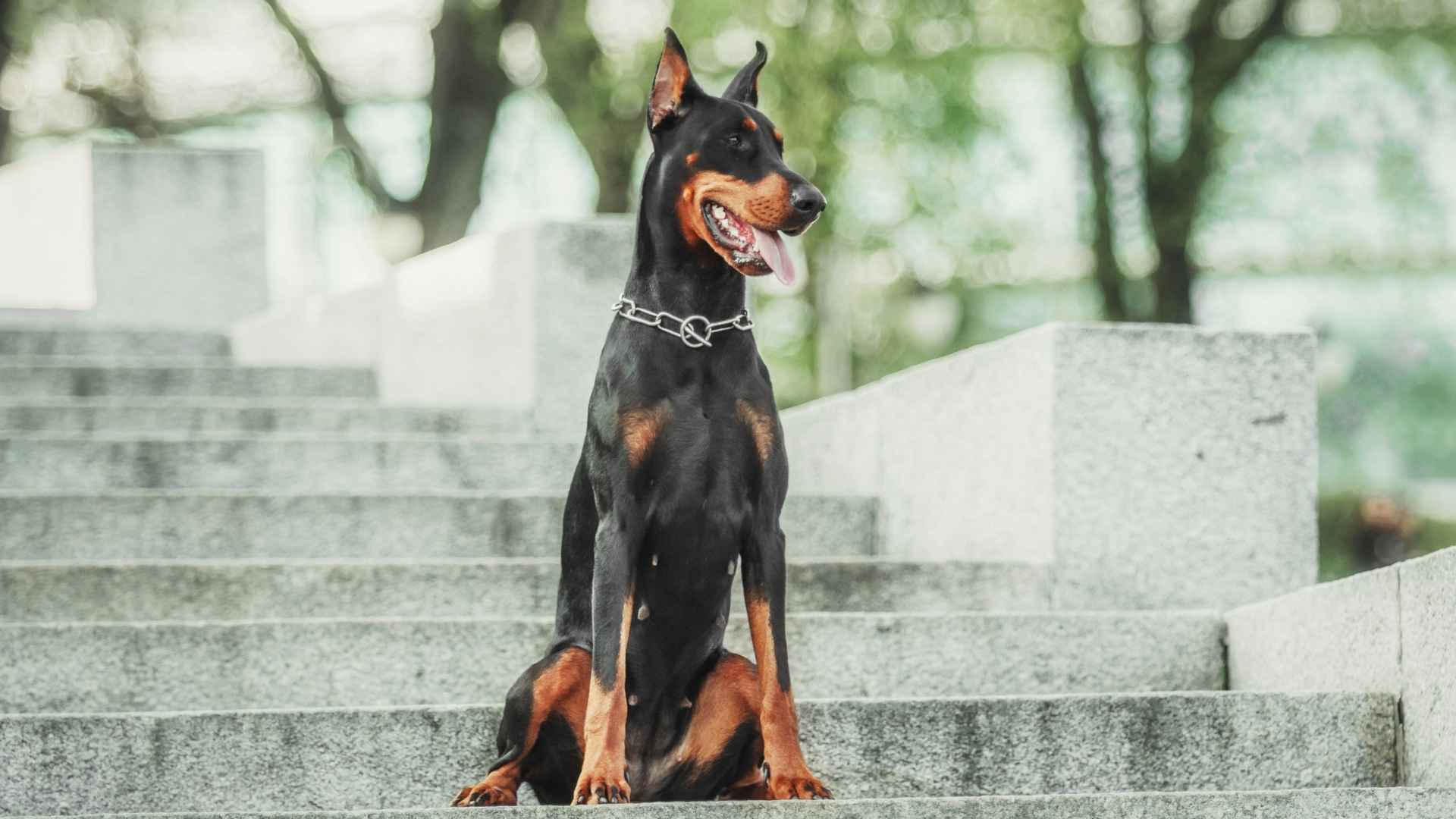9 Devoted Guard Dog Breeds That Stay Loyal for Life