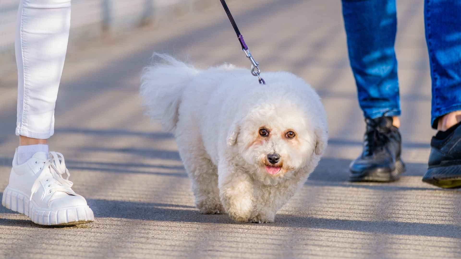 9 Dog Breeds Most Friendly to Strangers