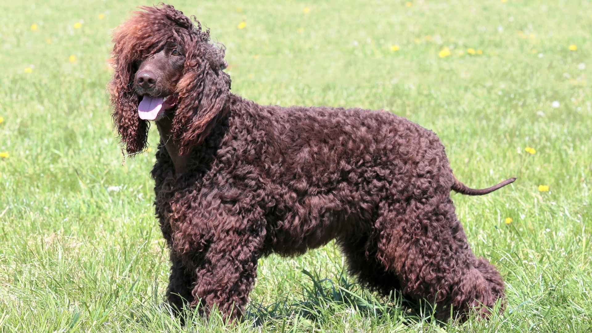 9 Dog Breeds With Curly Hair That Are as Unique as Their Coats