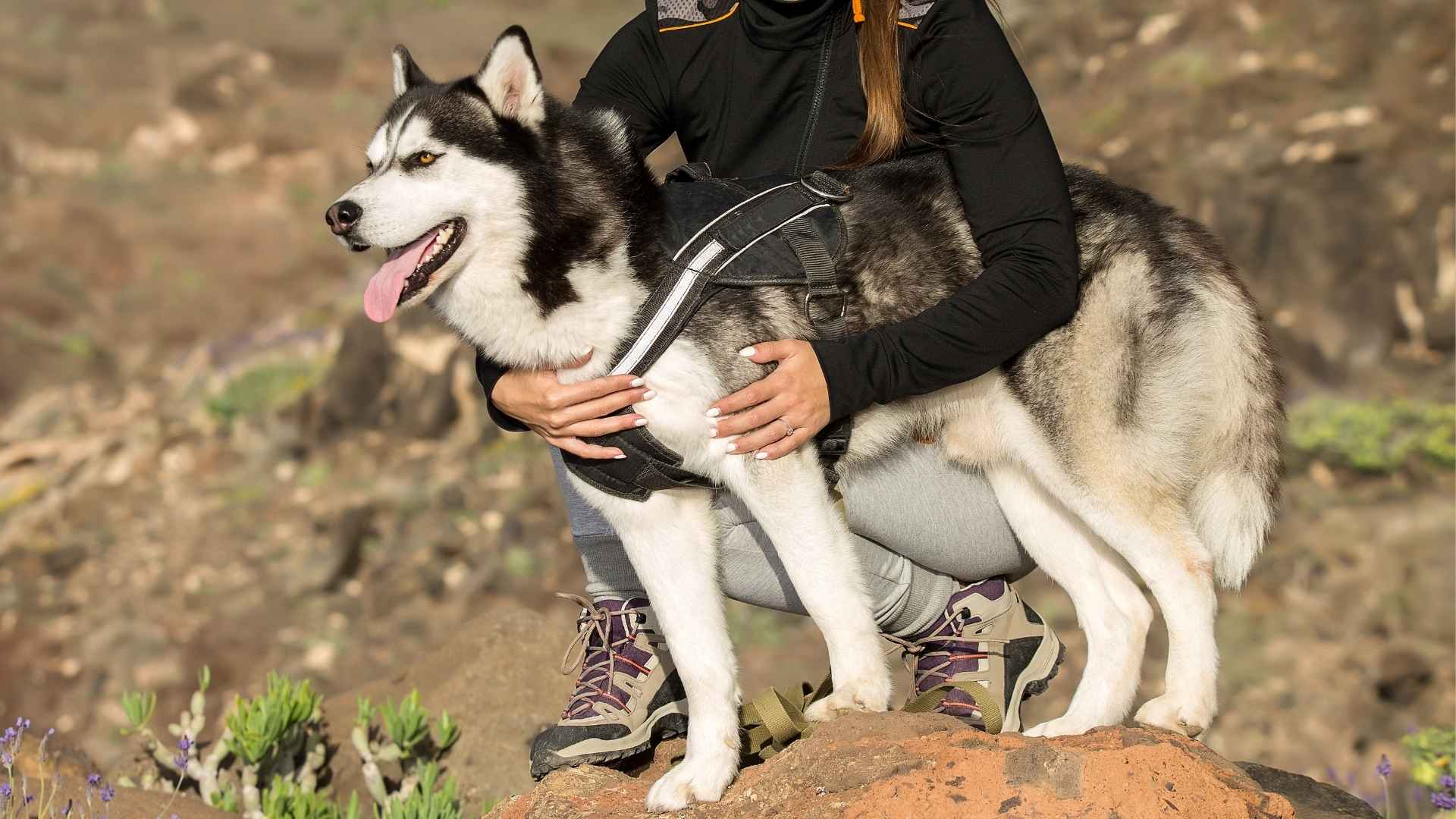 9 Dog Breeds for Adventure Seekers That Thrive on Thrills