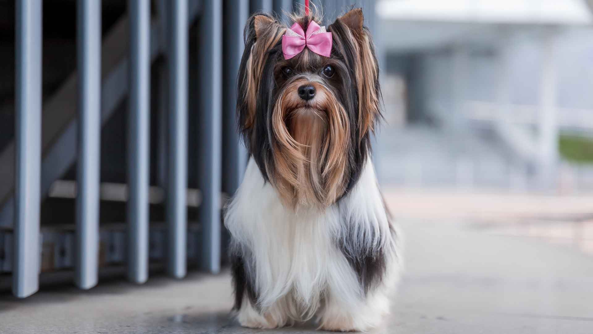 9 Dogs with Bearded Faces that Bring Personality and Turn Heads