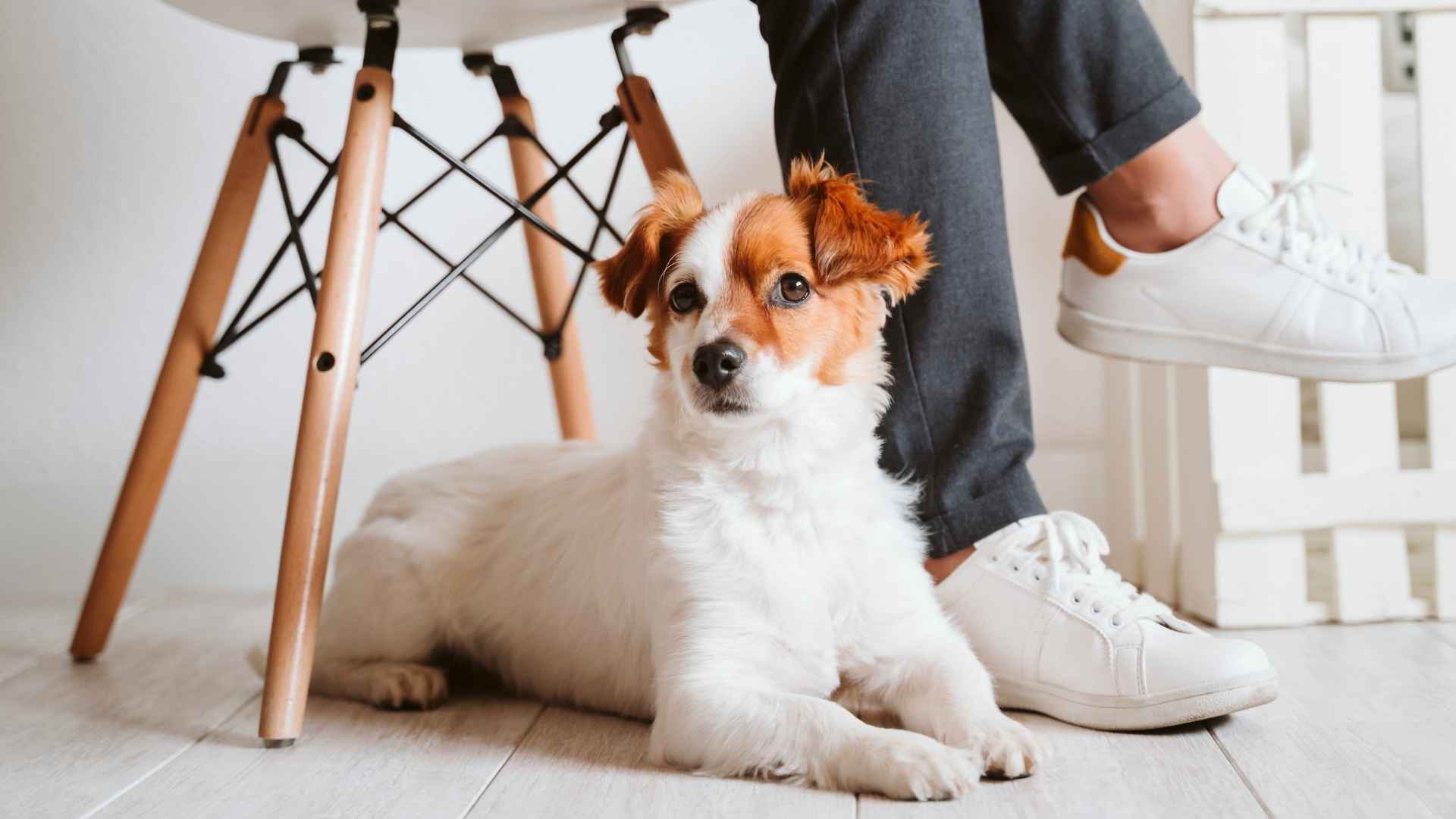 9 Easygoing Companion Dog Breeds Perfect for Relaxed Living