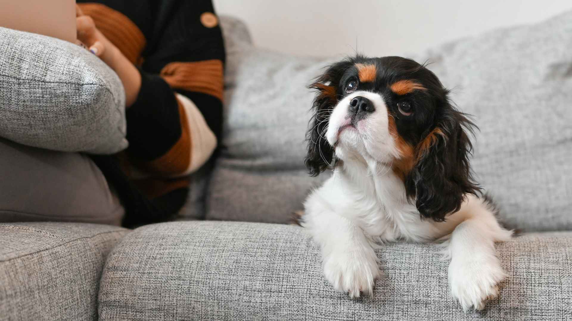 9 Easygoing and Low-Maintenance Dog Breeds For First-Time Owners