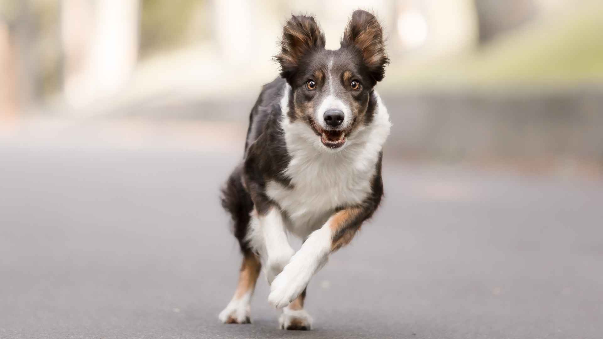 9 Energetic Mid-Sized Dog Breeds That Will Keep You on Your Toes