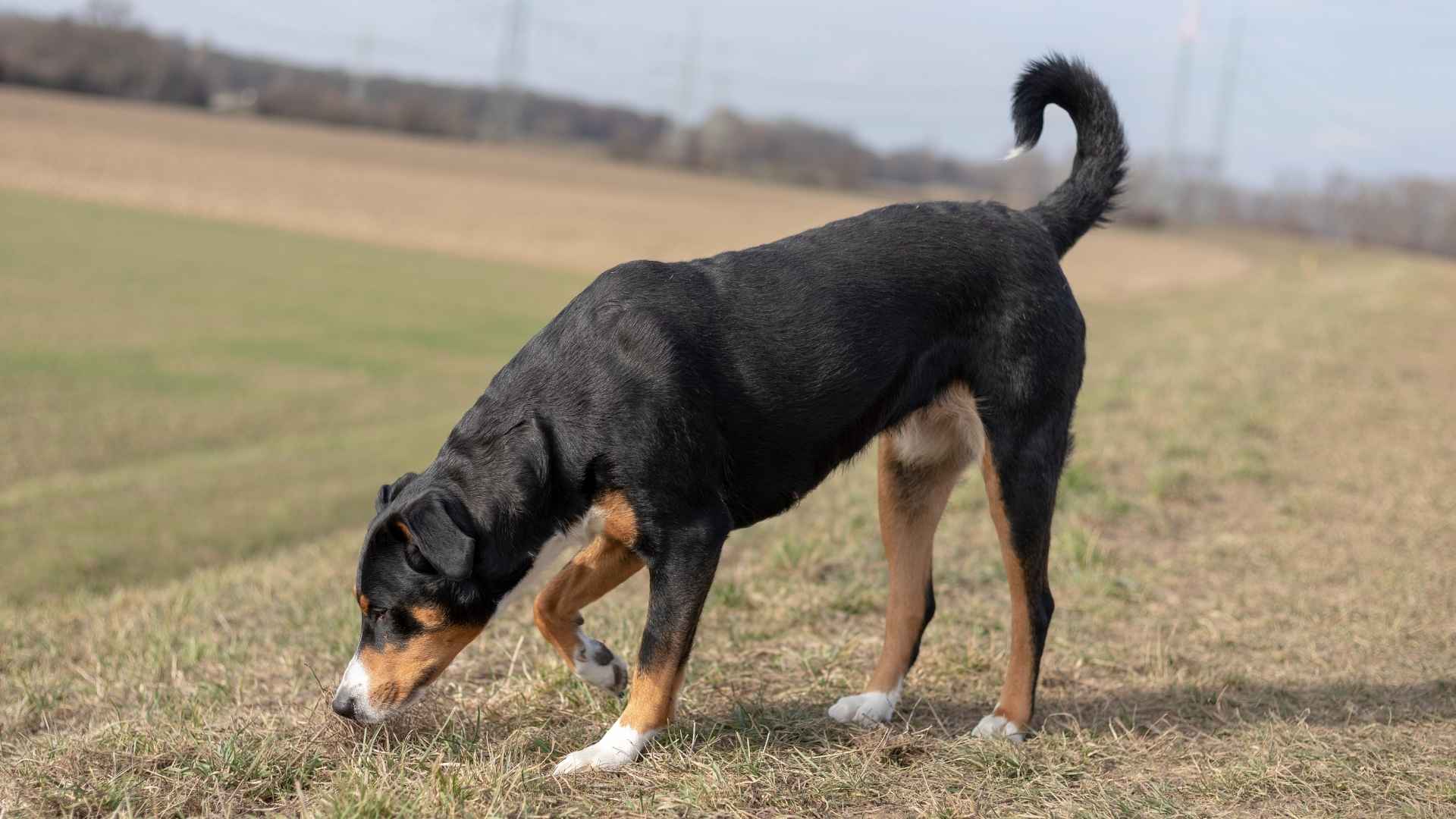 9 Excellent detecting dog breeds: Smartest Noses in the Field