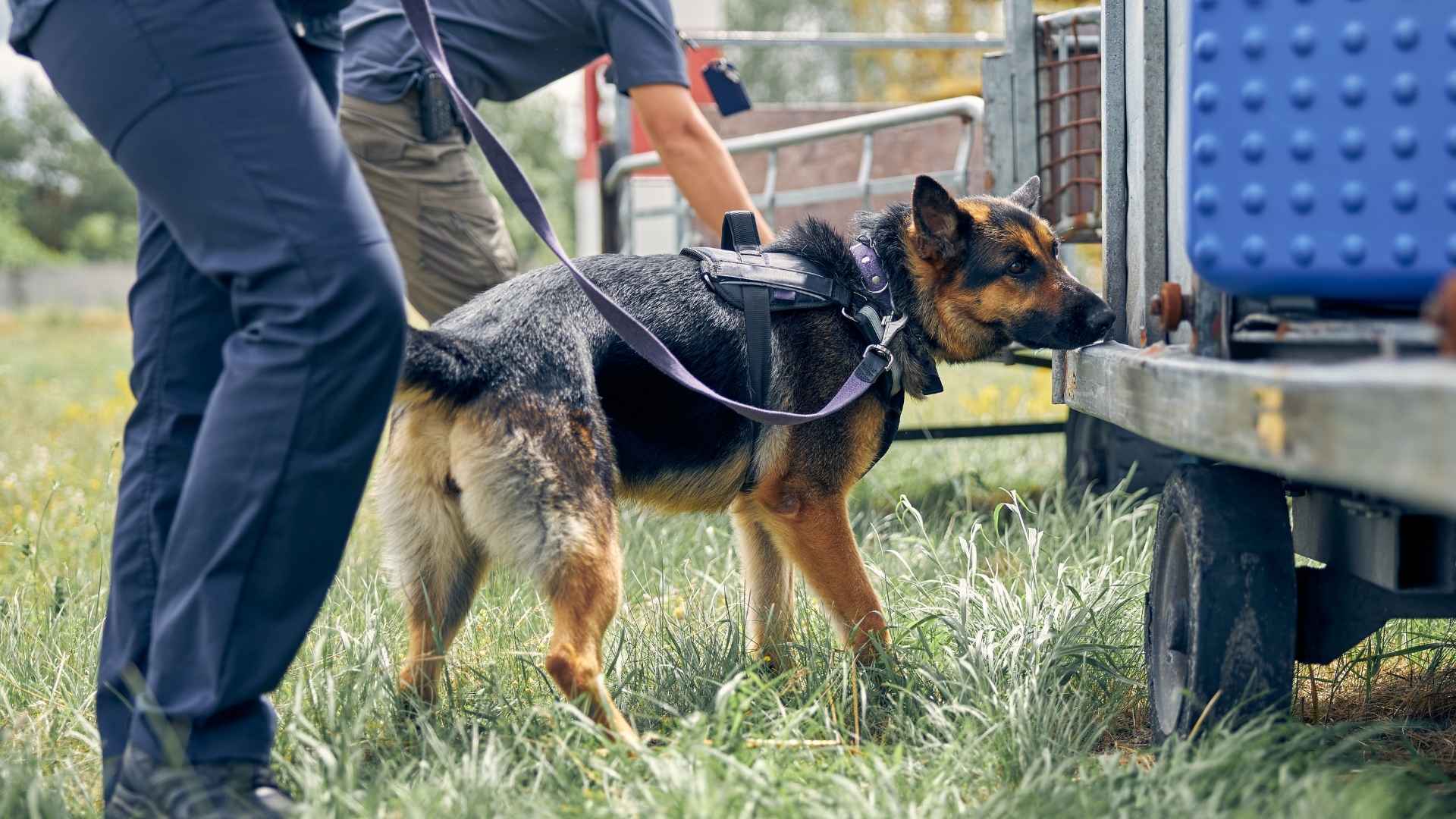 9 Exceptional Sniffing Dog Breeds That Excel in Scent Detection