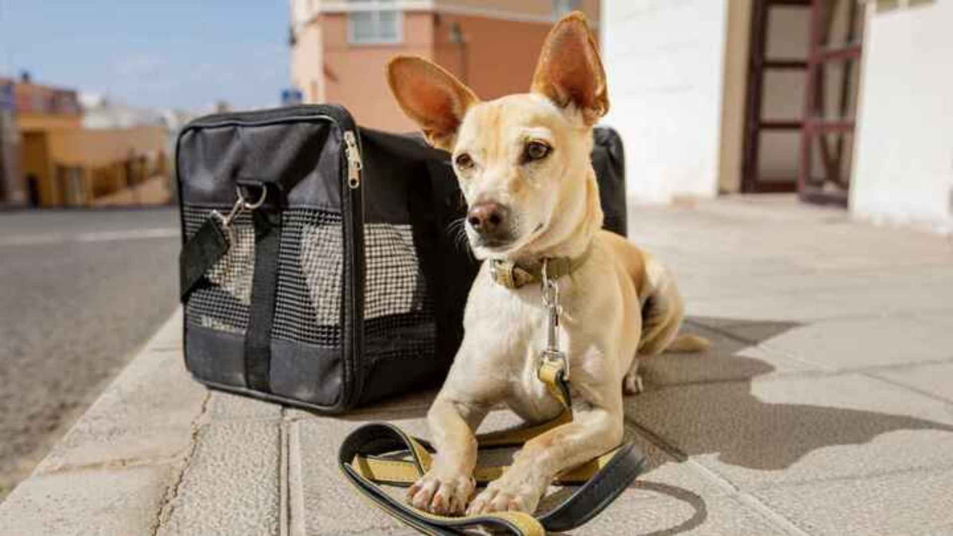 7 Dog Breeds Not Allowed to Fly Due to Airline Restrictions