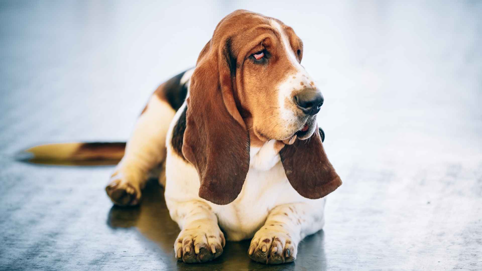 9 Exotic Apartment Dog Breeds for Perfect City Living