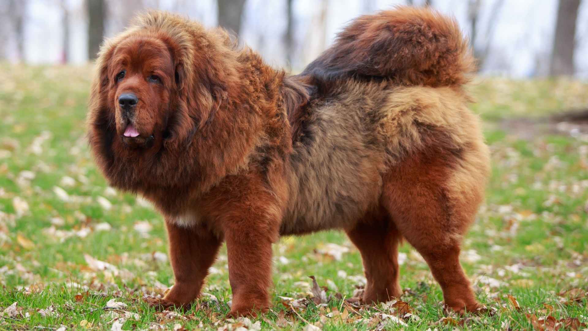 9 Extra Large Dog Breeds That Will Make You Fall in Love