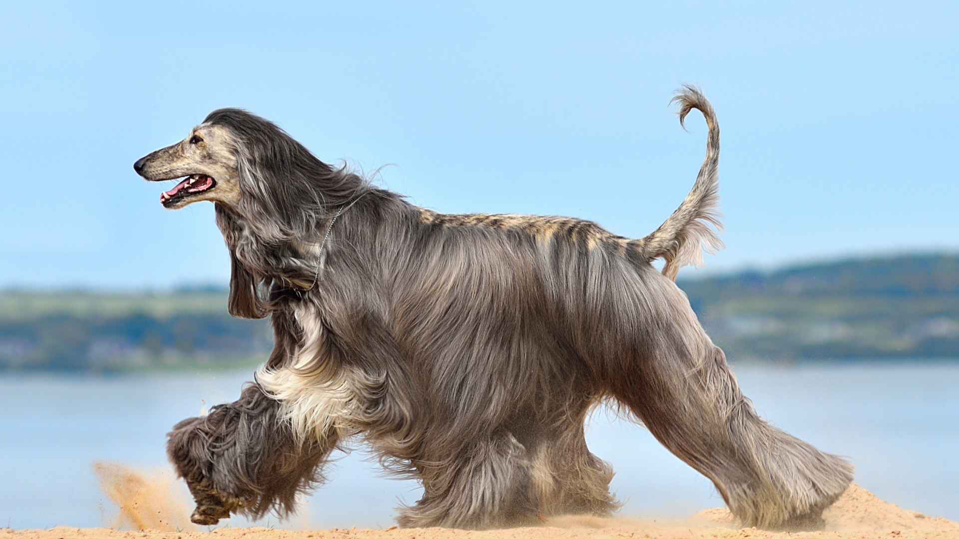 9 Extra Long Coat Dog Breeds That Shine with Gorgeous Coats