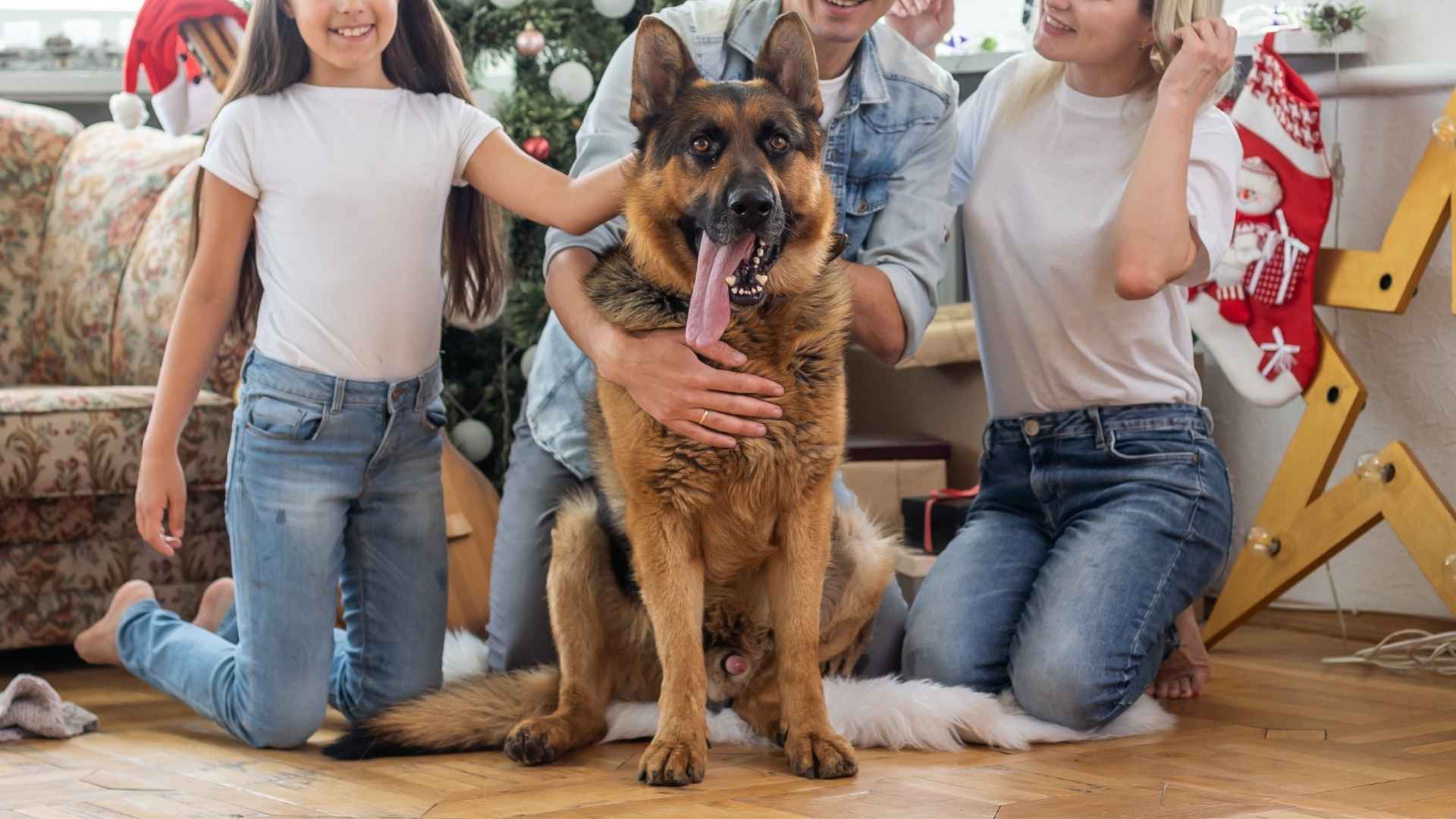 9 Family Guard Dog Breeds That Watch Over Your Home and Heart (1)