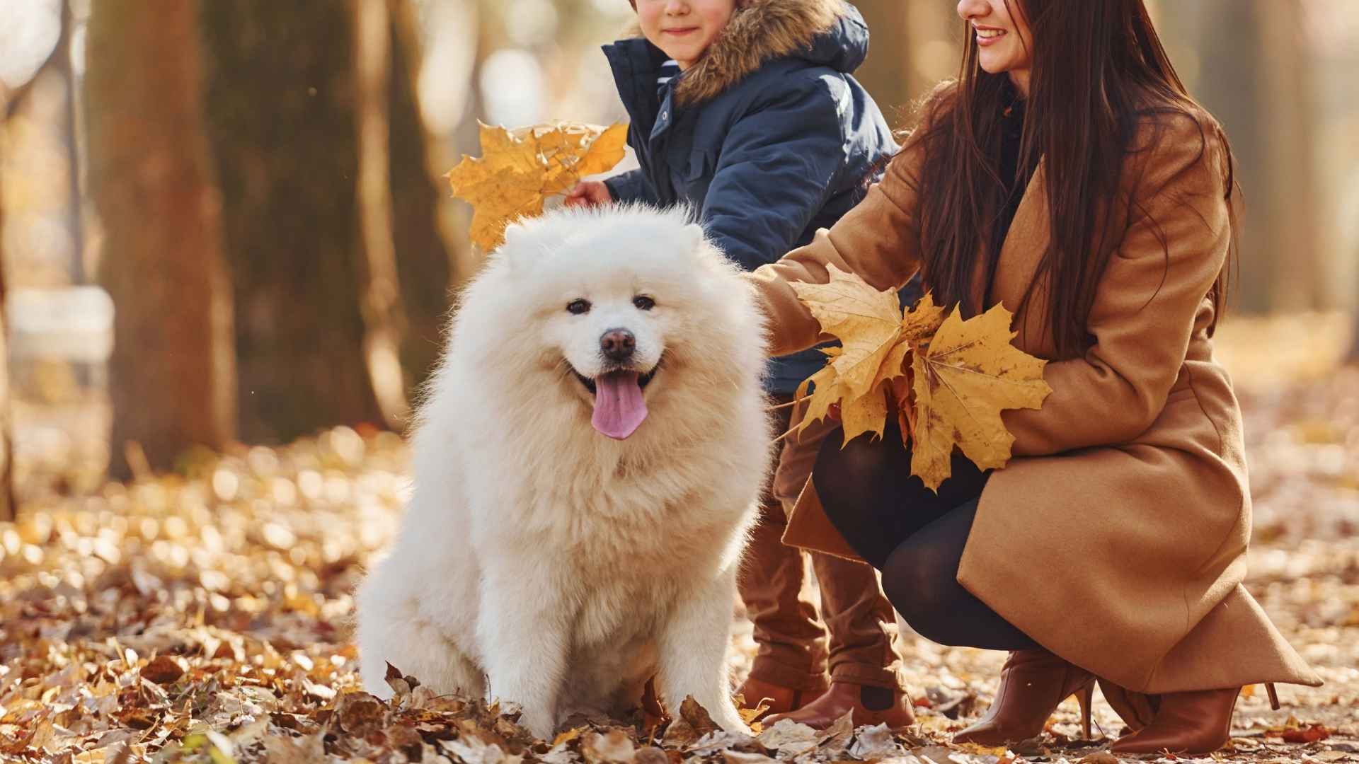 9 Family Working Dog Breeds That Fit Right Into Family Life