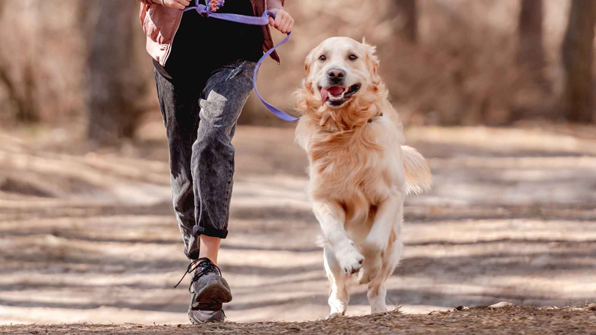 9 Fitness-Friendly Dog Breeds That Keep You Moving